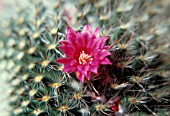 MAMMILLARIA, CACTUS - PINCUSHION CACTUS