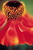 HELENIUM MOERHEIM BEAUTY, HELENS FLOWER, SNEEZEWEED