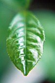 CAMELLIA SINENSIS, TEA PLANT