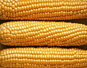 ZEA MAYS, SWEETCORN