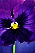 VIOLA ‘SWISS GIANT’, PANSY