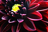 DAHLIA ‘BLACK KNIGHT’, DAHLIA