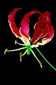 GLORIOSA SUPERBA ROTHSCHILDIANA, GLORIOSA LILY