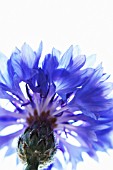 CENTAUREA CYANUS, CORNFLOWER