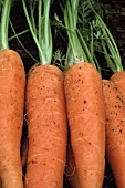 DAUCUS CAROTA, CARROT