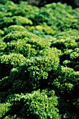 PETROSELINUM CRISPUM, PARSLEY - CURLY PARSLEY