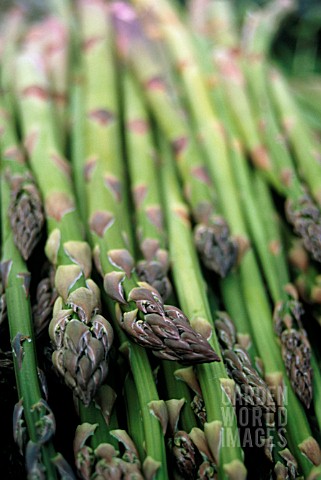 ASPARAGUS_OFFICINALIS_ASPARAGUS