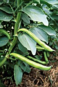 PHASEOLUS VULGARIS, FRENCH BEAN