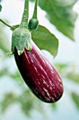 SOLANUM MELONGENA, AUBERGINE