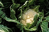 BRASSICA OLERACEA BOTRYTIS, CAULIFLOWER