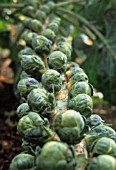 BRASSICA OLERACEA BULLATA, BRUSSEL SPROUT