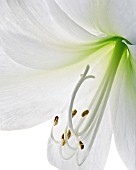 LILIUM LONGIFLORUM, LILY - EASTER LILY