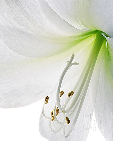 LILIUM_LONGIFLORUM_LILY__EASTER_LILY