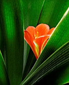 CLIVIA MINIATA, CLIVIA