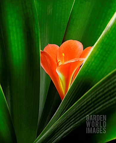 CLIVIA_MINIATA_CLIVIA