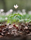 ANEMONE NEMOROSA, ANEMONE - WOOD ANEMONE