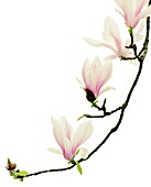 MAGNOLIA SOULANGEANA, MAGNOLIA