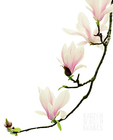 MAGNOLIA_SOULANGEANA_MAGNOLIA