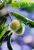 CASTANEA SATIVA, CHESTNUT - SWEET CHESNUT