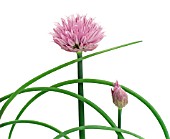 ALLIUM SCHOENOPRASUM, CHIVE