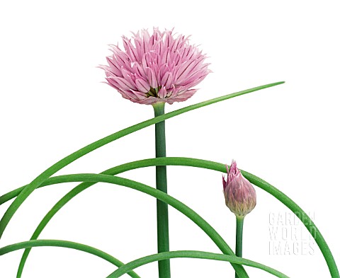 ALLIUM_SCHOENOPRASUM_CHIVE