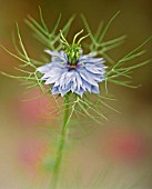 NIGELLA DAMASCENA, LOVE-IN-A-MIST