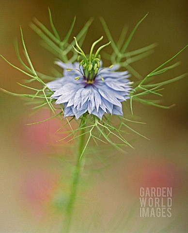 NIGELLA_DAMASCENA_LOVEINAMIST