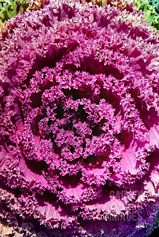 BRASSICA_OLERACEA_ACEPHALA_KALE