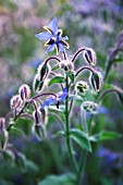 BORAGO OFFICINALIS, BORAGE