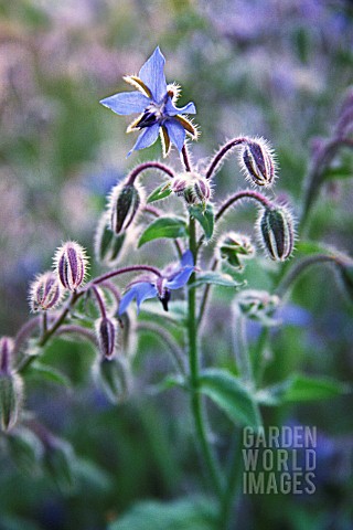 BORAGO_OFFICINALIS_BORAGE