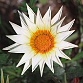 GAZANIA, GAZANIA, TREASURE FLOWER