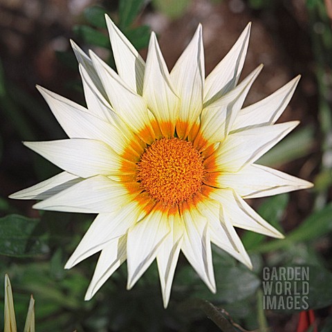 GAZANIA_GAZANIA_TREASURE_FLOWER