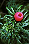 TAXUS BACCATA, YEW