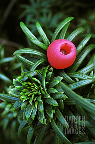 TAXUS_BACCATA_YEW