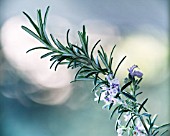 ROSMARINUS OFFICINALIS, ROSEMARY