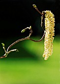 CORYLUS AVELLANA CONTORTA, HAZEL - CORKSCREW HAZEL