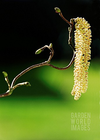 CORYLUS_AVELLANA_CONTORTA_HAZEL__CORKSCREW_HAZEL