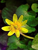 RANUNCULUS FICARIA, CELANDINE