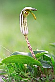 ARUM MACULATUM, FRIARS COWL