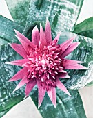 AECHMEA FASCIATA, VASE PLANT