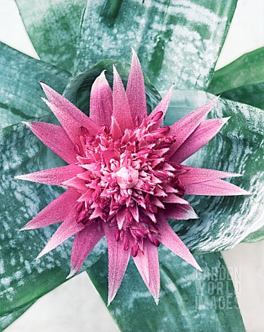 AECHMEA_FASCIATA_VASE_PLANT