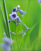 HYACINTHOIDES HISPANICA, BLUEBELL - SPANISH BLUEBELL