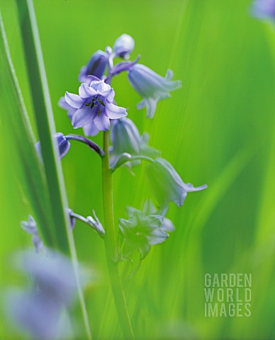 HYACINTHOIDES_HISPANICA_BLUEBELL__SPANISH_BLUEBELL