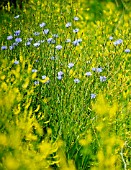 CICHORIUM INTYBUS, CHICORY