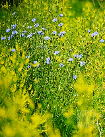 CICHORIUM_INTYBUS_CHICORY