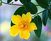 HYPERICUM, HYPERICUM