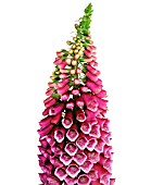 DIGITALIS PURPUREA, FOXGLOVE