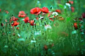 PAPAVER RHOEAS, POPPY