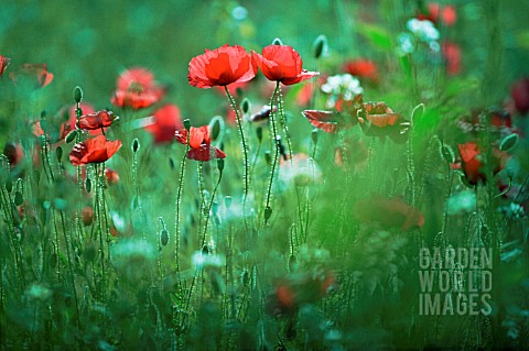 PAPAVER_RHOEAS_POPPY