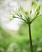 ALLIUM URSINUM, WILD GARLIC, RAMSONS